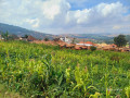birembo-small-1