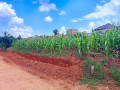 a-residential-plot-for-sale-in-gasogi-kigali-small-1