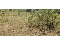 land-for-sale-in-bugesera-nyamata-town-of-rwanda-small-1