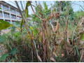 kigali-plot-for-sale-in-norvege-karama-small-7