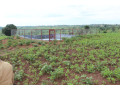 agriculture-land-for-sale-in-bugesera-gashora-rwanda-access-on-water-small-2