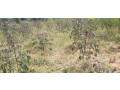 industrial-land-for-sale-in-bugesera-near-airport-of-rwanda-small-1