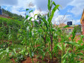 kigali-nice-plot-of-340sqm-for-sale-in-zindiro-upper-side-of-the-road-small-2