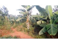 farmland-for-sale-at-kirehe-mpanga-small-1