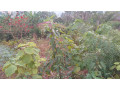 kigali-land-for-sale-in-rebero-facing-nyamirambo-side-small-3