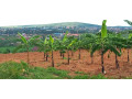 nyamata-land-for-sale-small-7