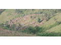 stone-for-sale-at-kigali-gasabo-gikomero-small-1