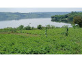 gatsibo-muhazi-plot-for-sale-small-13