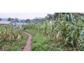 plot-for-sale-in-kinyina-small-8