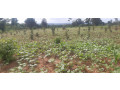 residential-plot-for-sale-in-bugesera-gashora-near-airport-hot-deal-view-of-lake-small-1