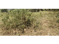 land-for-sale-in-bugesera-nyamata-town-of-rwanda-small-2