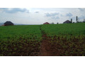 kigali-rusororo-plot-for-sale-small-3