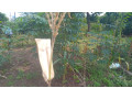 kigali-plot-for-sale-in-kinyinya-small-6