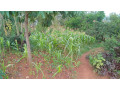 kigali-plot-for-sale-in-rebero-small-0