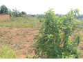 residential-land-for-sale-in-bugesera-of-rwanda-small-2