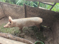 pig-for-sale-location-rulindo-bushoki-small-0