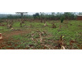 plot-for-sale-in-bugesera-near-airport-hot-deal-view-of-airprot-small-1