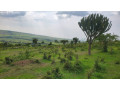 land-for-sale-in-nyagatare-karangazi-small-2