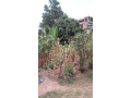 largest-land-for-sale-with-a-house-small-8