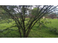 kigali-land-for-sale-in-kinyinyi-small-2