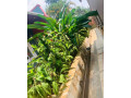 kigali-fully-furnished-apartment-for-rent-in-kiyovu-small-0