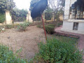 40-kimironko-very-big-plot-with-house-for-sale-call-or-whatsapp-small-4