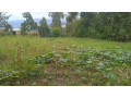 land-for-sale-in-batsinda-kagugu-small-0
