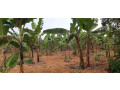industrial-land-for-sale-in-bugesera-near-airport-of-rwanda-small-2