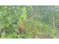 land-for-sale-small-3