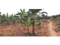 industrial-land-for-sale-in-bugesera-near-airport-of-rwanda-small-0