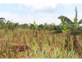 plot-for-sale-in-bugesera-near-airport-hot-deal-small-2