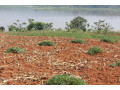 land-for-sale-in-gashora-access-on-lake-bugesera-rwanda-small-2