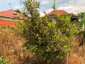 gisozi-kwagaposho-plot-for-sale-small-3
