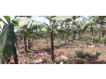 agriculture-land-for-sale-in-bugesera-gashora-rwanda-small-0