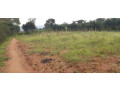 land-for-sale-in-bugesera-near-airport-of-rwanda-small-2
