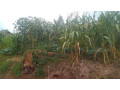 kigali-land-for-sale-in-gisozi-small-2