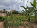 kagugu-small-0