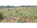commercial-land-for-sale-in-bugesera-on-main-road-from-airport-small-1