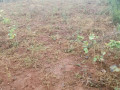 kigali-plots-for-sale-in-bugesera-kanzenze-small-1