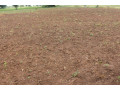 land-for-sale-in-bugesera-near-airport-of-rwanda-view-of-lake-small-0