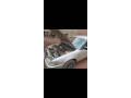 toyota-gikumi-small-0