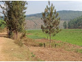 agricultural-land-for-sale-at-gatsibo-small-2
