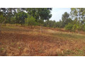 plot-for-sale-in-ndera-on-auctioncyamunara-small-5