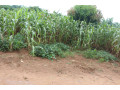 residential-plot-for-sale-in-bugesera-near-airport-hot-deal-small-2