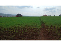 kigali-rusororo-plot-for-sale-small-2
