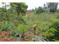 residential-land-for-sale-in-juru-bugesera-near-airport-of-rwanda-hot-deal-small-0