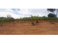 residential-land-for-sale-in-bugesera-near-airport-of-rwanda-small-2