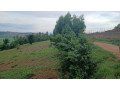 jabana-plot-for-sale-small-11