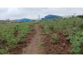 industrial-big-land-for-sale-at-masoro-small-3