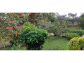 semi-furnished-bungalow-available-for-rent-at-kiyovu-small-1